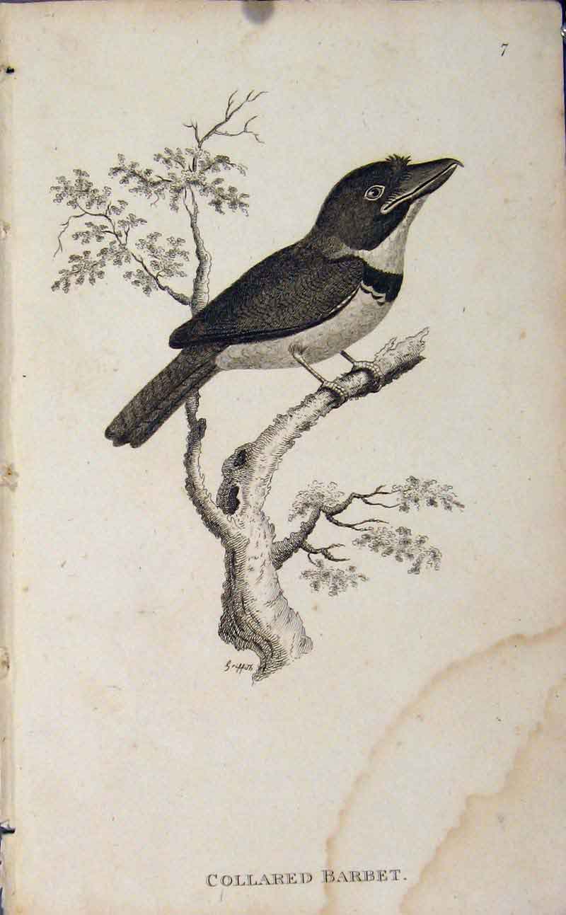 Original Old Antique Print Engraving Copper Bird Art Collared Barbet
