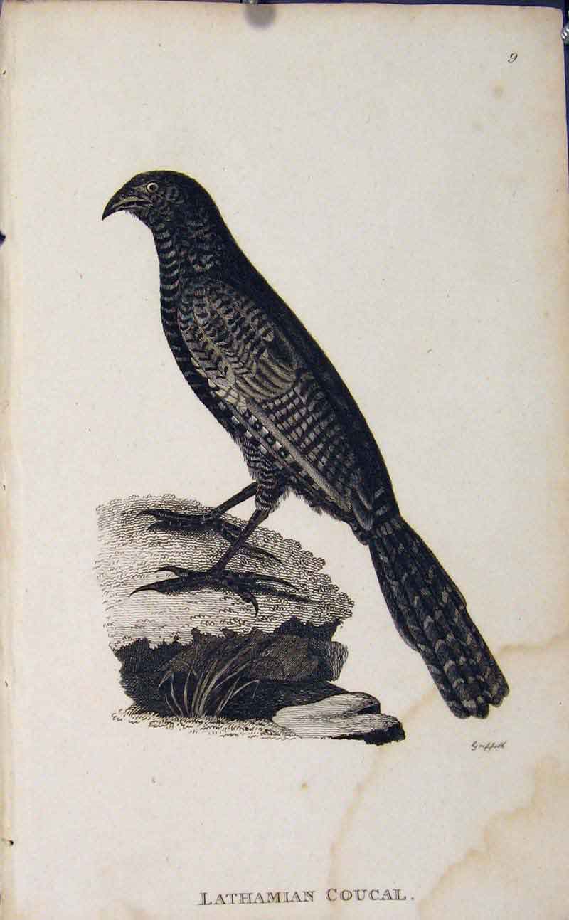 Original Old Antique Print Bird Art Engraving Copper Lathamian Coucal