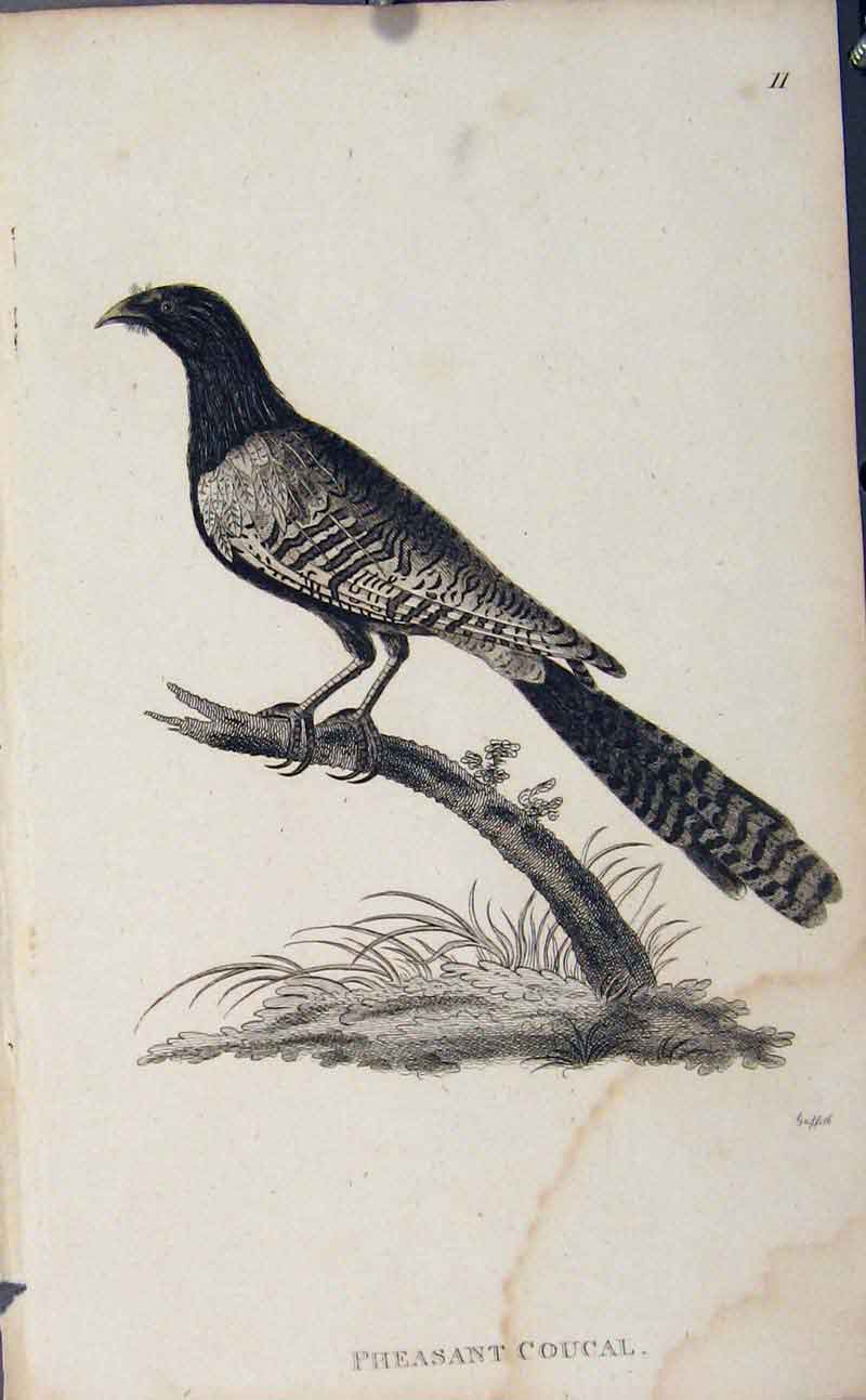 Original Old Antique Print Pheasant Coucal Bird Engraved Art