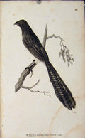 Original Old Antique Print White Bellied Coucal Bird Engraved Art