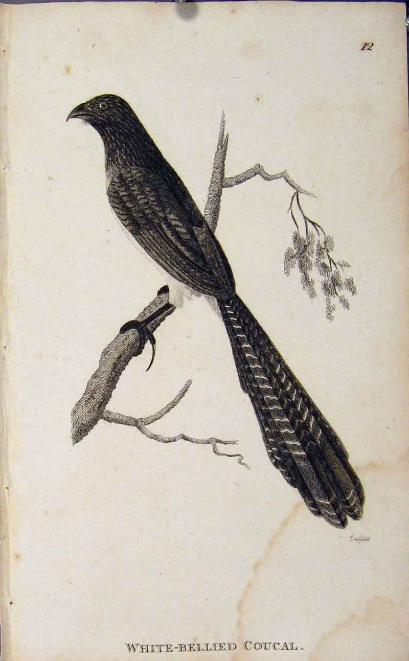 Original Old Antique Print White Bellied Coucal Bird Engraved Art