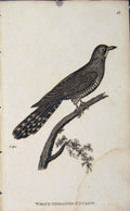 Original Old Antique Print White Throated Cuckow Bird Copper Engraving 20th