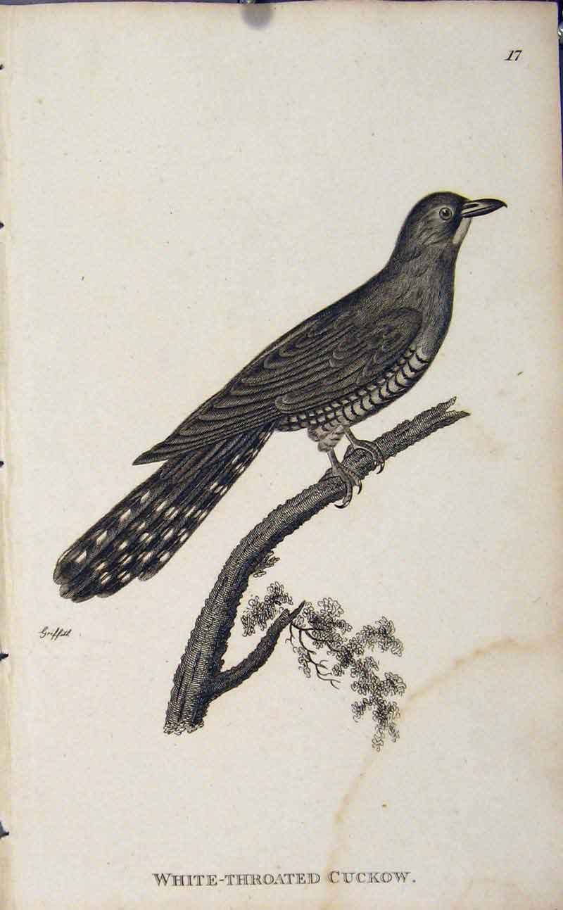 Original Old Antique Print White Throated Cuckow Bird Copper Engraving 20th