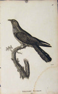 Original Old Antique Print Solitary Cickow Birds Fine Art Copper Engrave