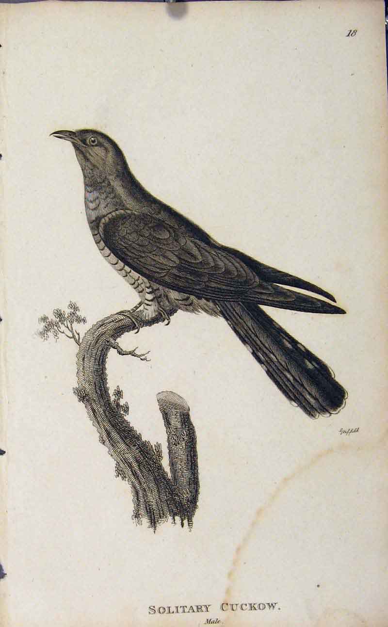 Original Old Antique Print Solitary Cickow Birds Fine Art Copper Engrave
