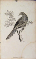 Original Old Antique Print Sacred Cuckow Copper Bird Art Engraving