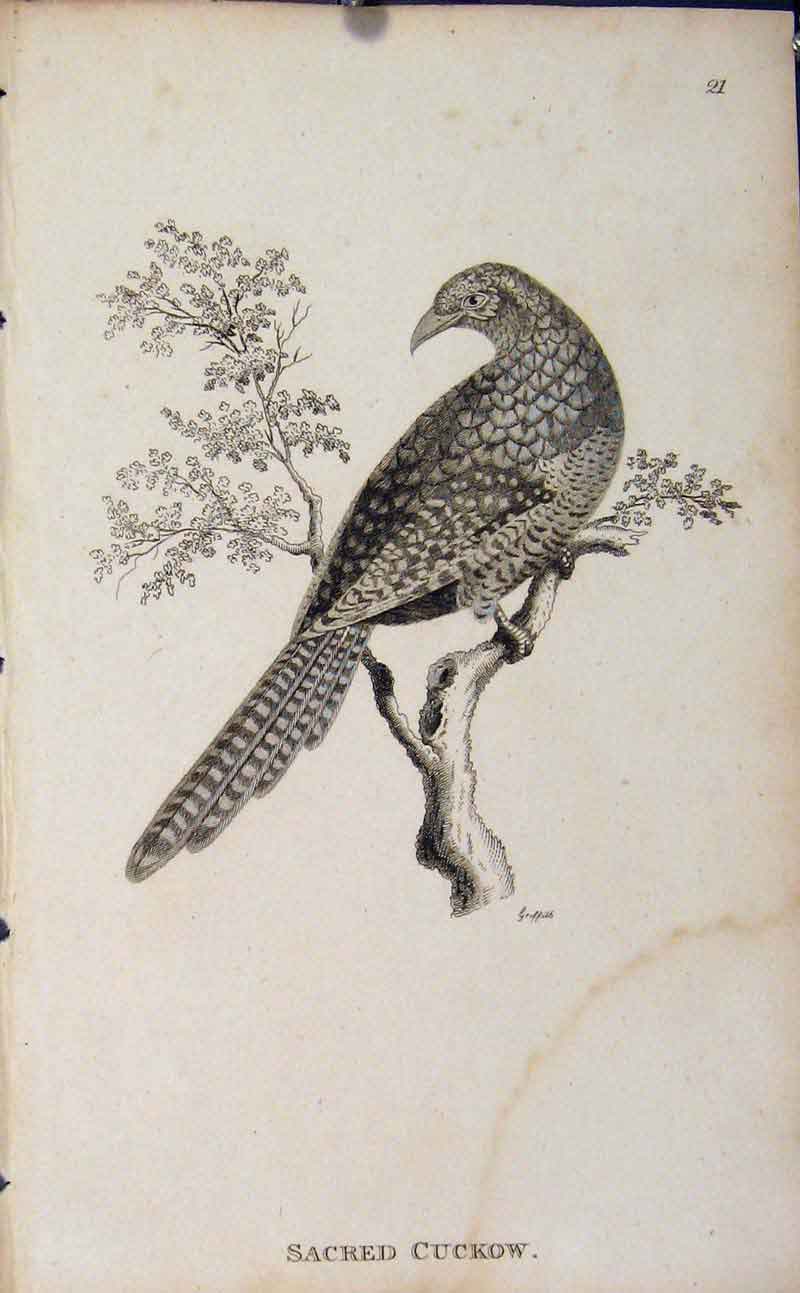 Original Old Antique Print Sacred Cuckow Copper Bird Art Engraving