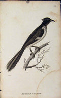Original Old Antique Print African Cuckow Birds Engraving Copper Art
