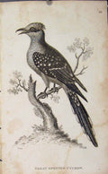 Original Old Antique Print Great Spotted Cuckow Engraving Copper Art