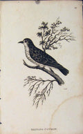 Original Old Antique Print Shining Cuckow Birds Art Engraving