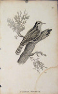 Original Old Antique Print Common Wryneck Engaving Copper Art Birds