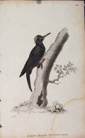 Original Old Antique Print Birds Great Black Woodpecker Engraving