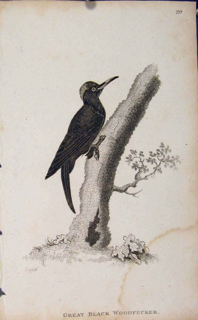Original Old Antique Print Birds Great Black Woodpecker Engraving