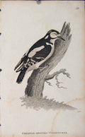 Original Old Antique Print Greater Spotted Woodpecker Engraved Copper Art Birds