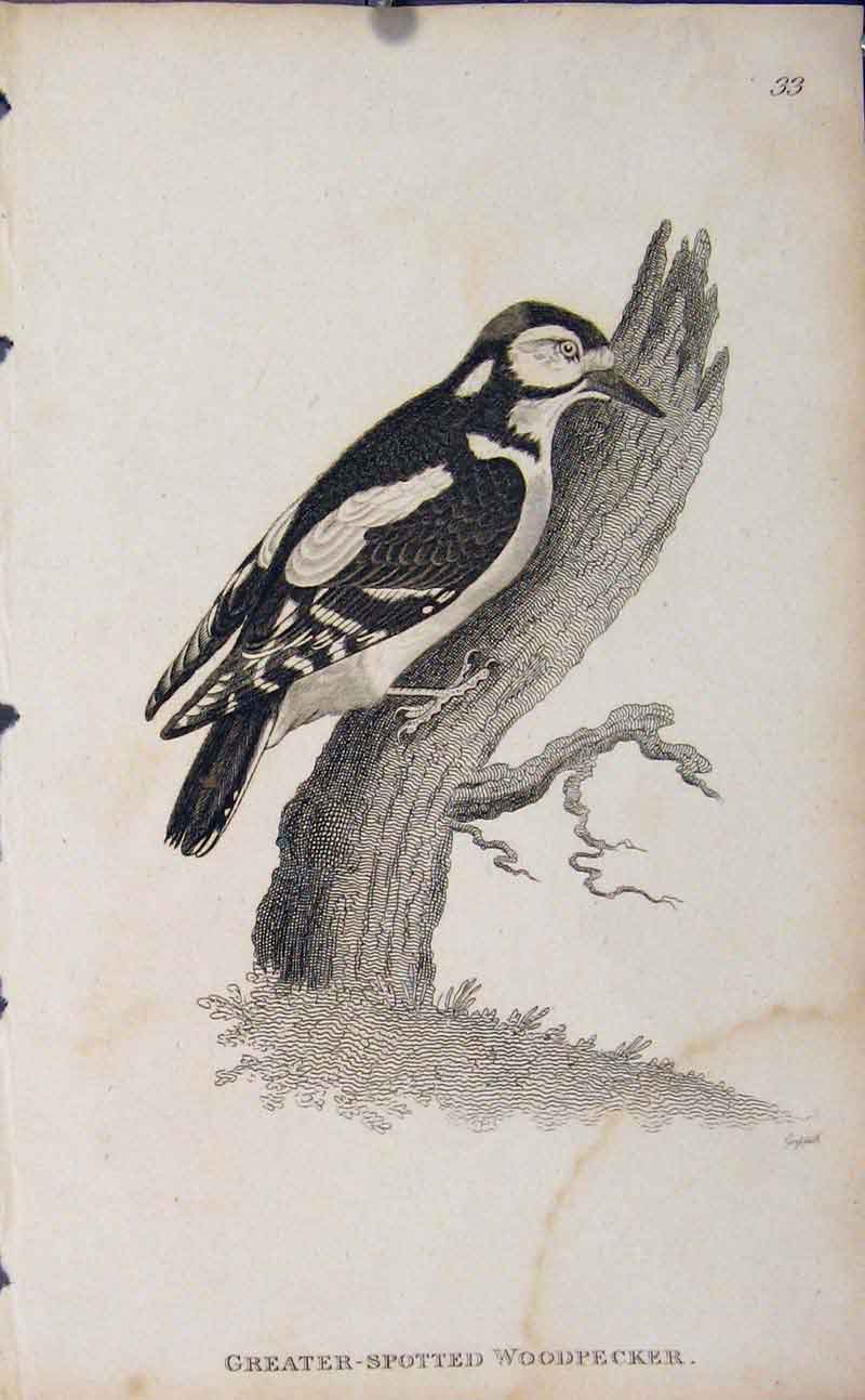 Original Old Antique Print Greater Spotted Woodpecker Engraved Copper Art Birds