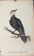Original Old Antique Print Birds Yellow Headed Woodpecker Engaving