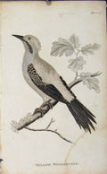 Original Old Antique Print Yellow Woodpecker Engraving Copper Art