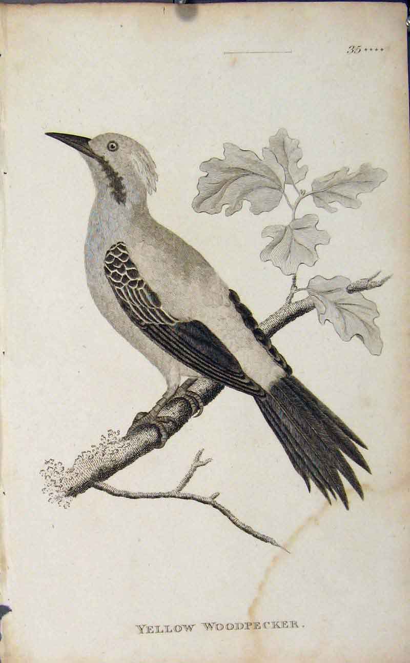 Original Old Antique Print Yellow Woodpecker Engraving Copper Art