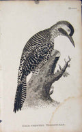 Original Old Antique Print Bird Art Engraving GCrested Woodpecker