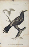 Original Old Antique Print Ferruginous Woodpecker Bird Art
