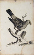 Original Old Antique Print Pine Grosbeak Engraving Bird Art Copper
