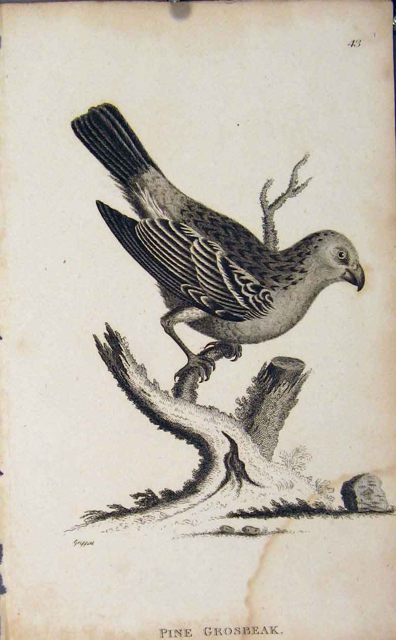 Original Old Antique Print Pine Grosbeak Engraving Bird Art Copper