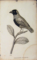 Original Old Antique Print Grenadier Grosbeak Engraving Bird Art