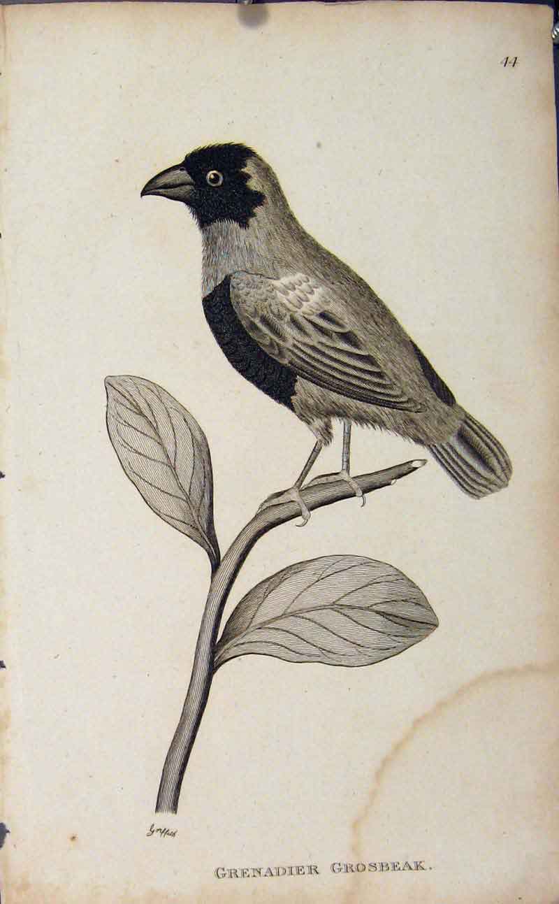 Original Old Antique Print Grenadier Grosbeak Engraving Bird Art