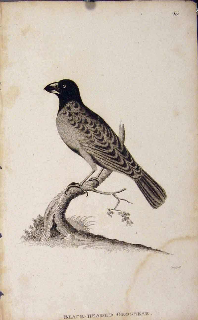 Original Old Antique Print Bird Black Headed Grosbeak Copper Engrave