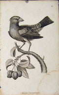 Original Old Antique Print Blue Grosbeak Bird Engraving Copper Art