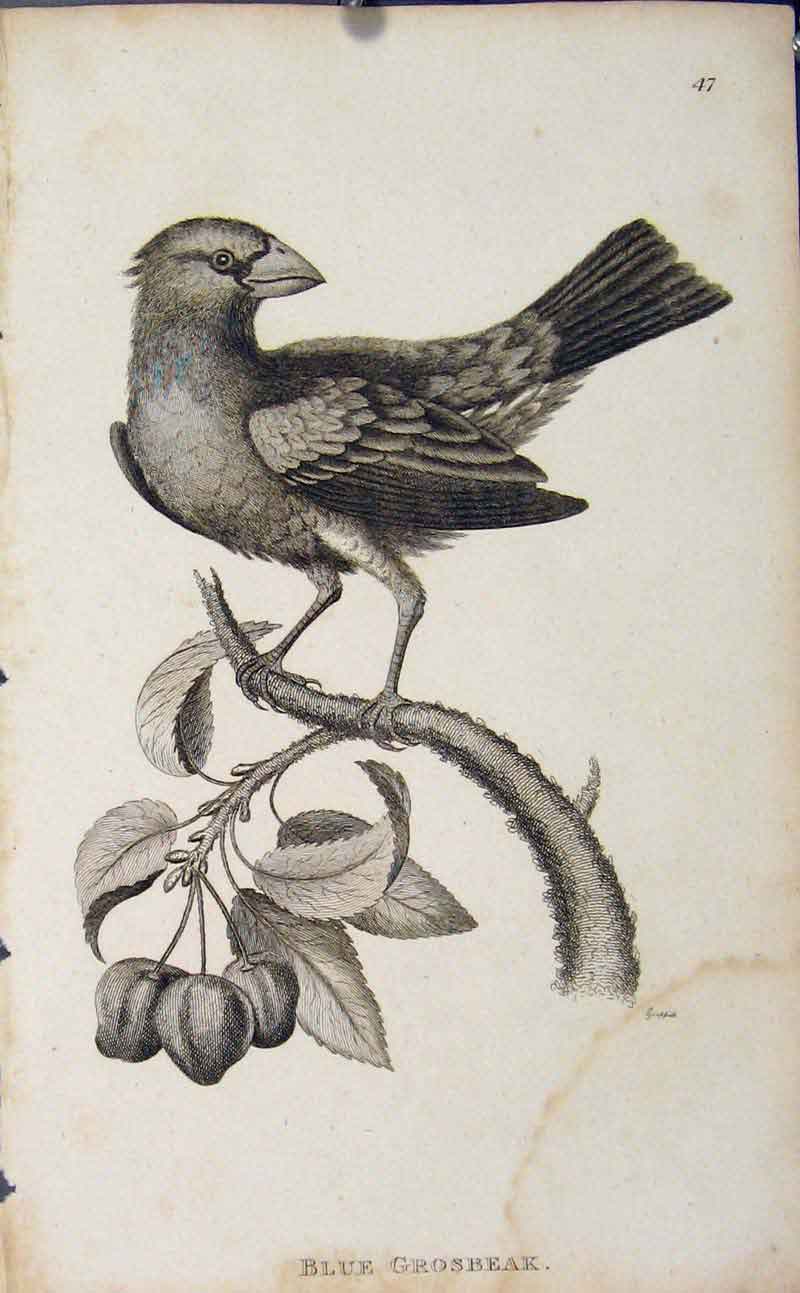 Original Old Antique Print Blue Grosbeak Bird Engraving Copper Art