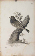 Original Old Antique Print Green Grosbeak Bird Engraved Art Copper