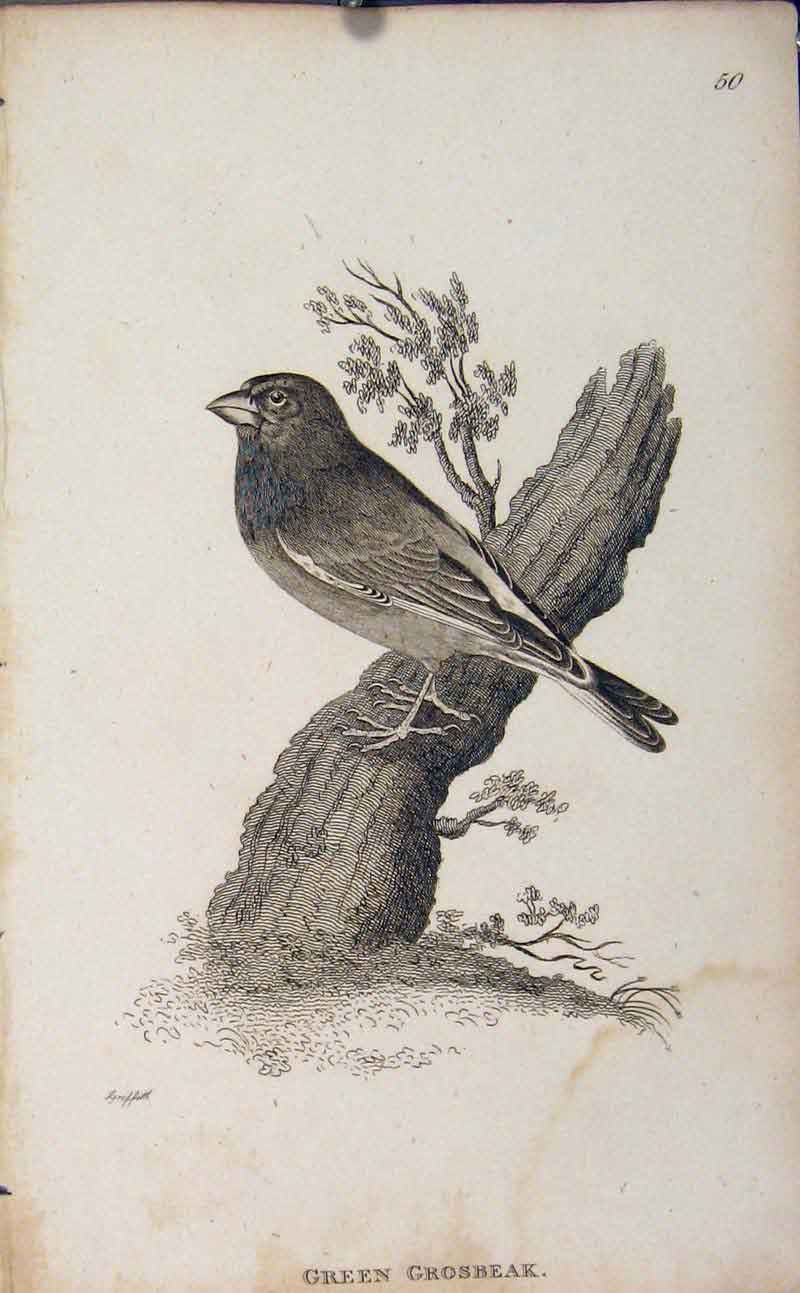 Original Old Antique Print Green Grosbeak Bird Engraved Art Copper
