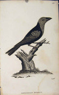 Original Old Antique Print Fine Art Engraving Abyssinian Hyreus Bird