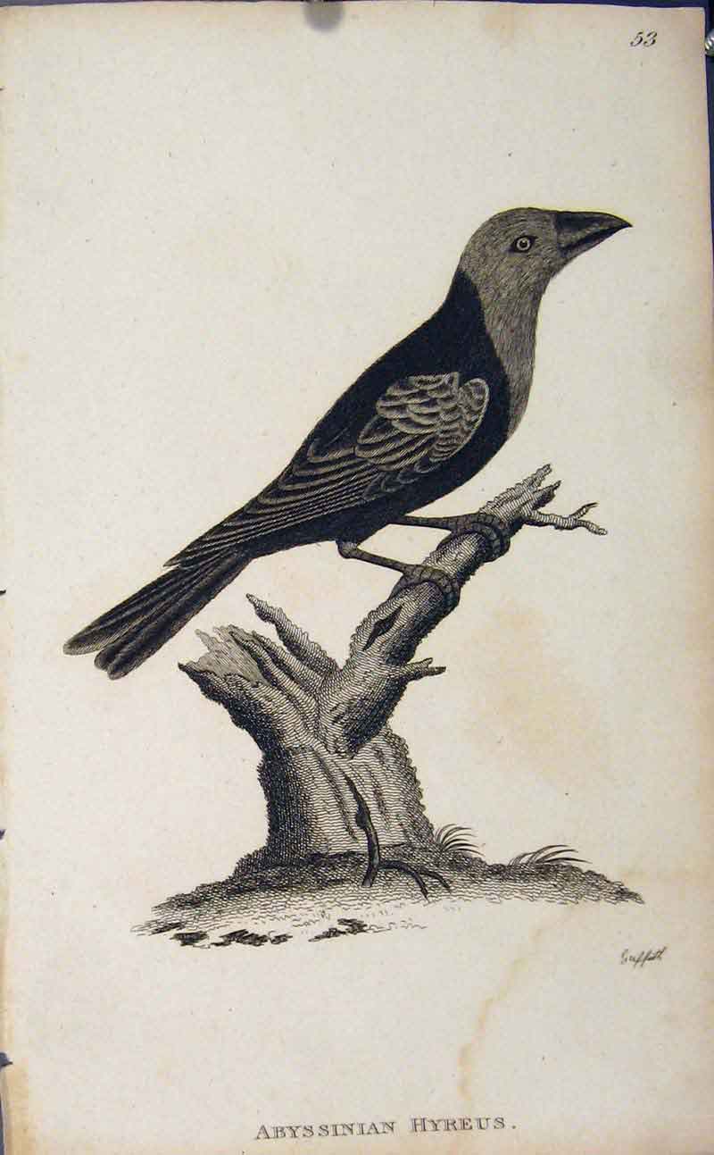 Original Old Antique Print Fine Art Engraving Abyssinian Hyreus Bird