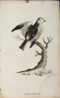 Original Old Antique Print Snow Bunting Bird Engaving Copper Fine Art