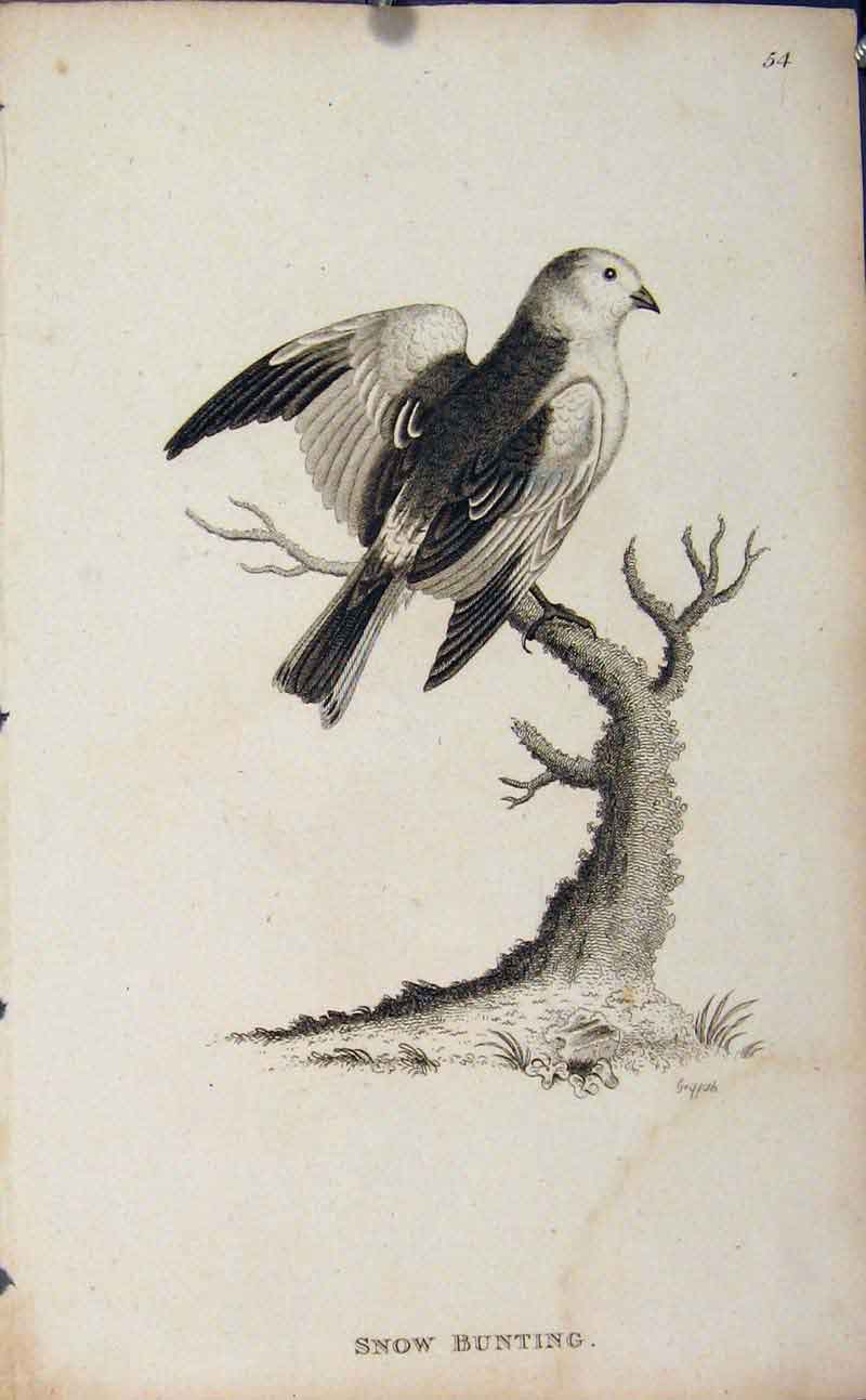 Original Old Antique Print Snow Bunting Bird Engaving Copper Fine Art
