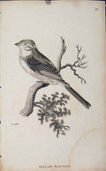 Original Old Antique Print Yello Bunting Bird Art Tree Egg Chick