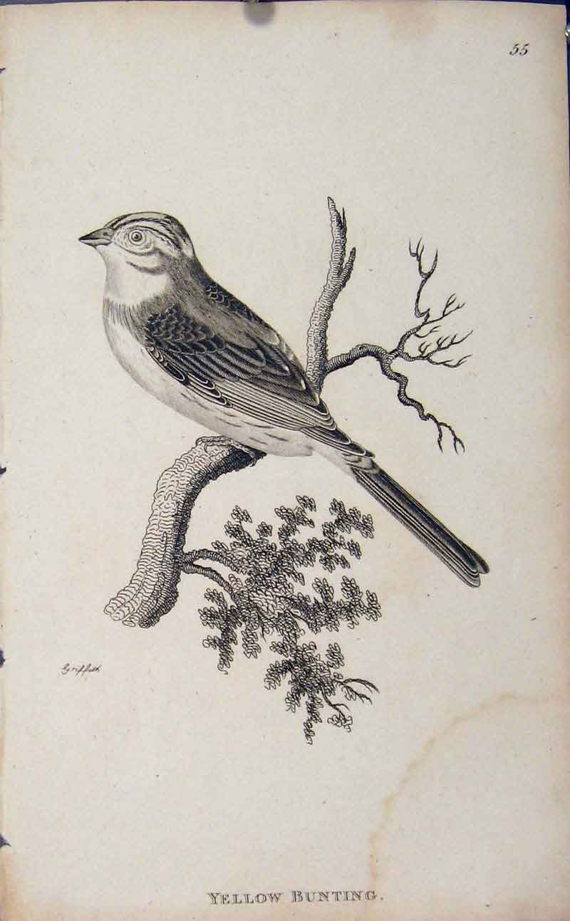 Original Old Antique Print Yello Bunting Bird Art Tree Egg Chick