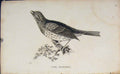 Original Old Antique Print Cirl Bunting Bird Types Fine Art