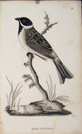Original Old Antique Print Reed Bunting Bird Water Lake Fine Art