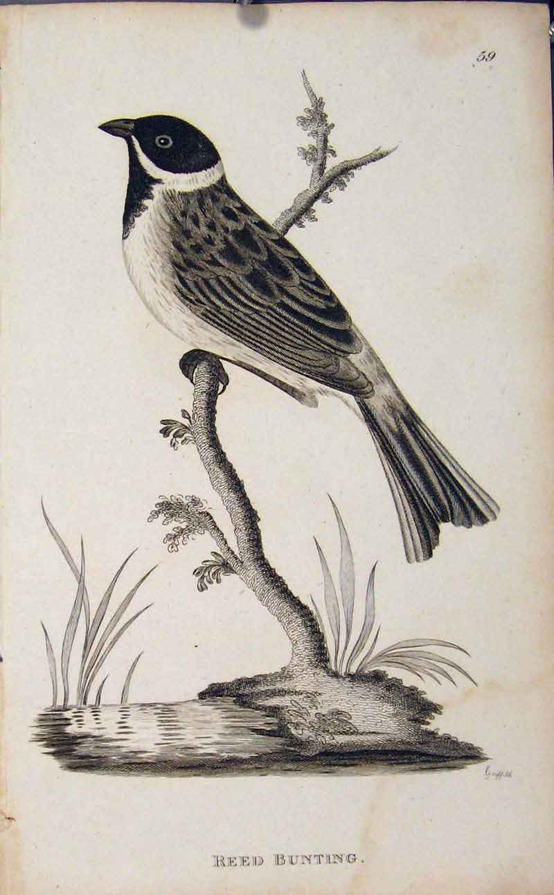 Original Old Antique Print Reed Bunting Bird Water Lake Fine Art