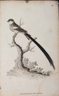 Original Old Antique Print Variegated Bunting Bird Animal Nature