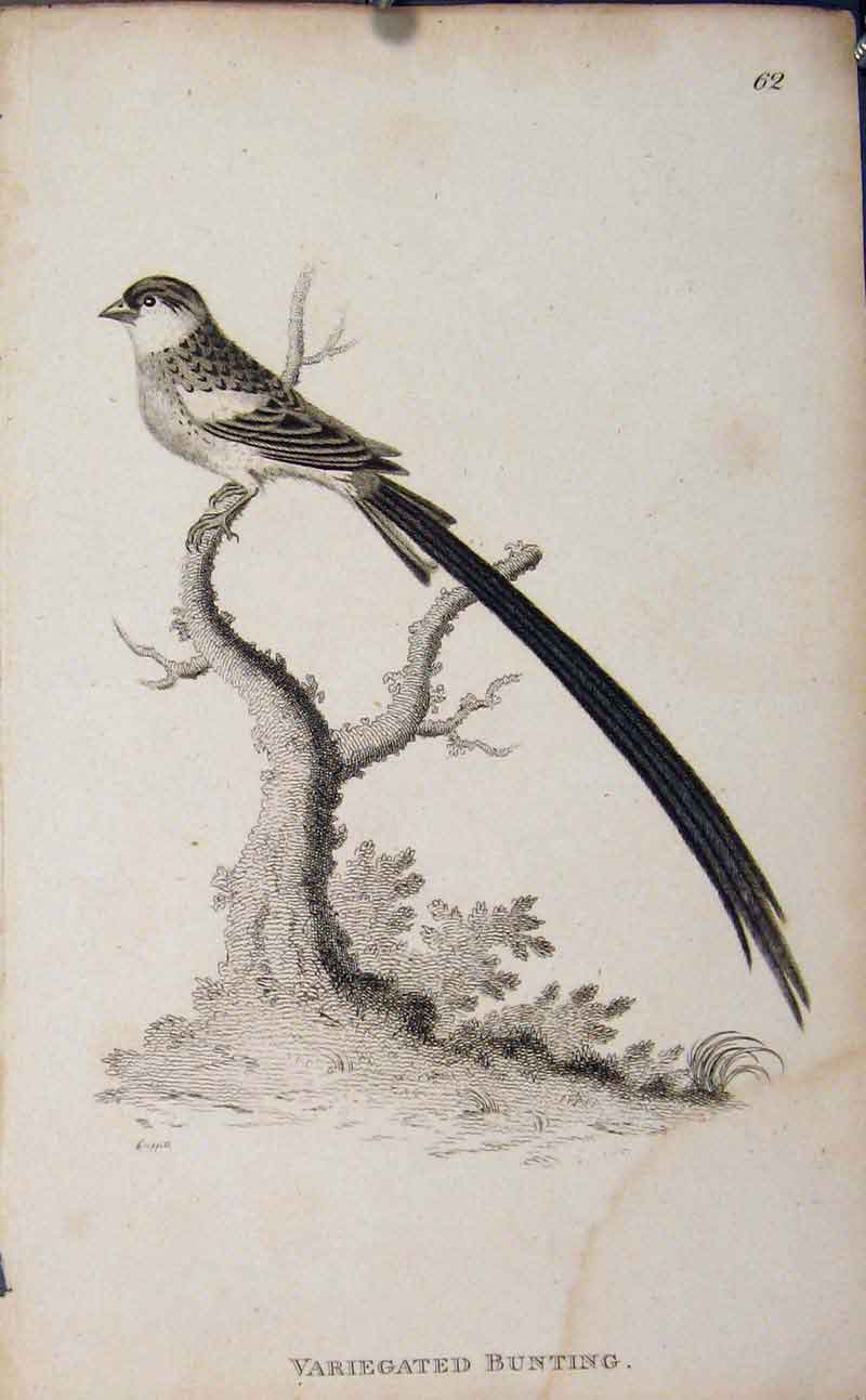 Original Old Antique Print Variegated Bunting Bird Animal Nature