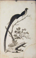 Original Old Antique Print Whidah Bunting Birds Long Tailed Fine Art