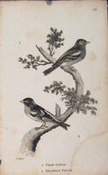 Original Old Antique Print Chaf Finch Bramble Two Birds Perched Fine Art