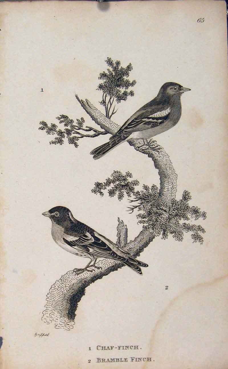 Original Old Antique Print Chaf Finch Bramble Two Birds Perched Fine Art