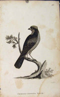 Original Old Antique Print Bird Art Crimson Crowned Finch Animal