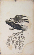 Original Old Antique Print Brid Siskin Finch Feathered Fine Art