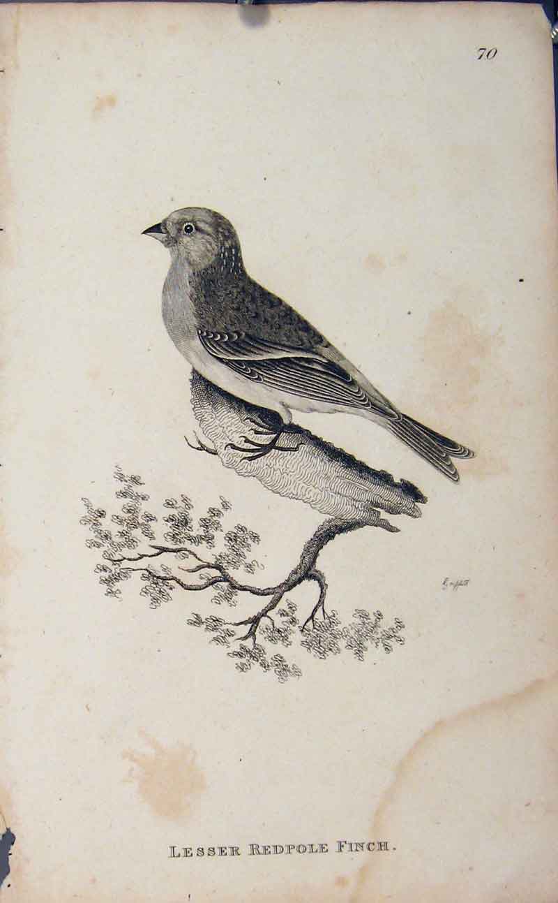 Original Old Antique Print Lesser Redpole Fich Bird Fine Art